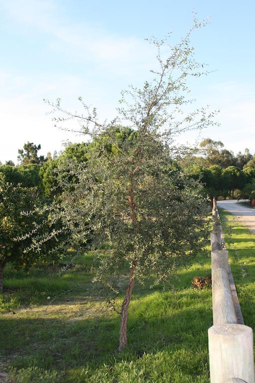 קורוצ'ה Monte Macario Alojamento Local מראה חיצוני תמונה